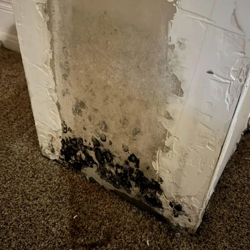 Professional Mold Removal in Ocean Springs, MS